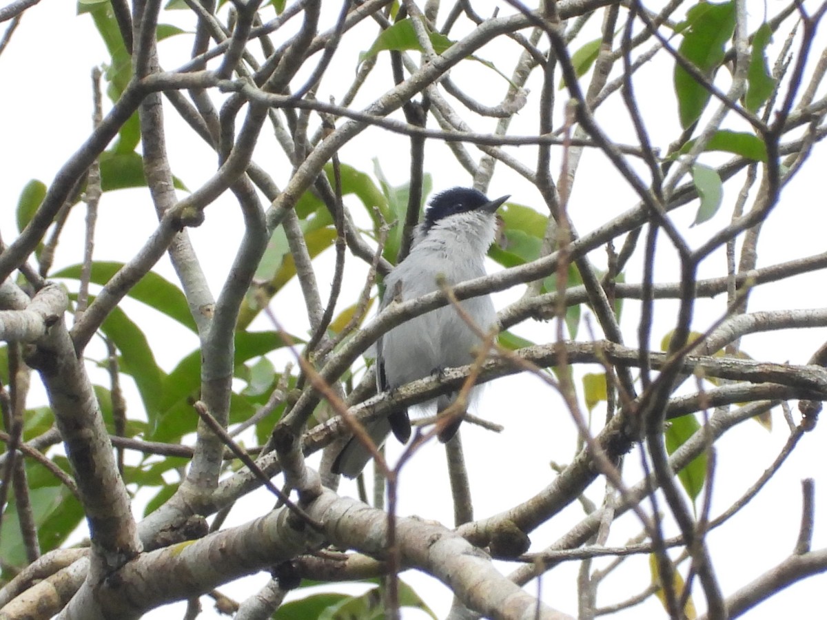 Tropical Gnatcatcher - ML645438427