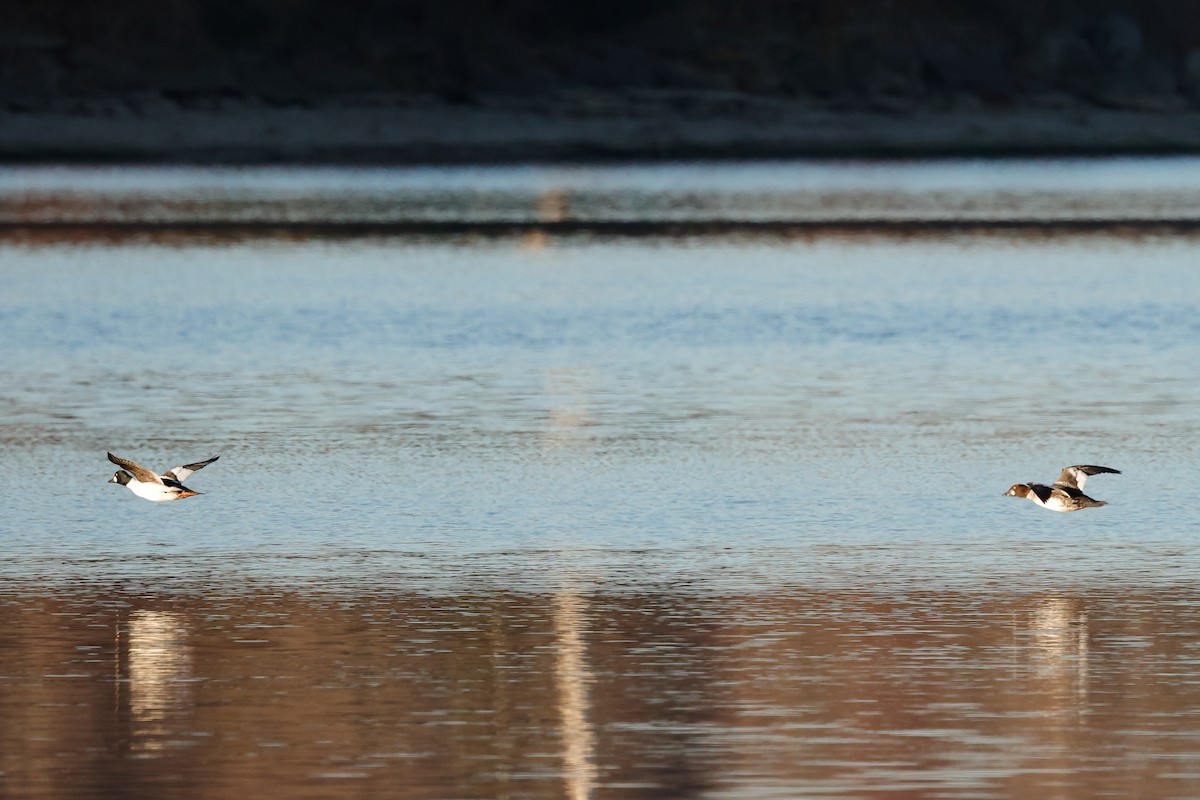 Common Goldeneye - ML645438429