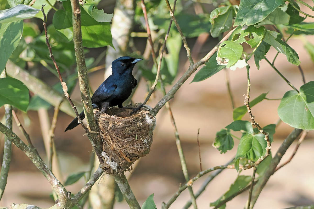 Shining Flycatcher - ML645438431