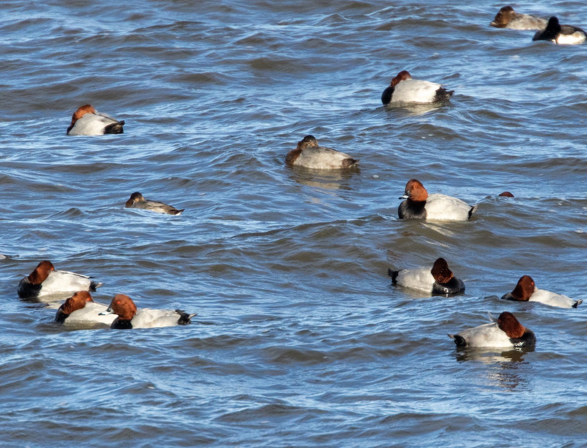 Common Pochard - ML645438437