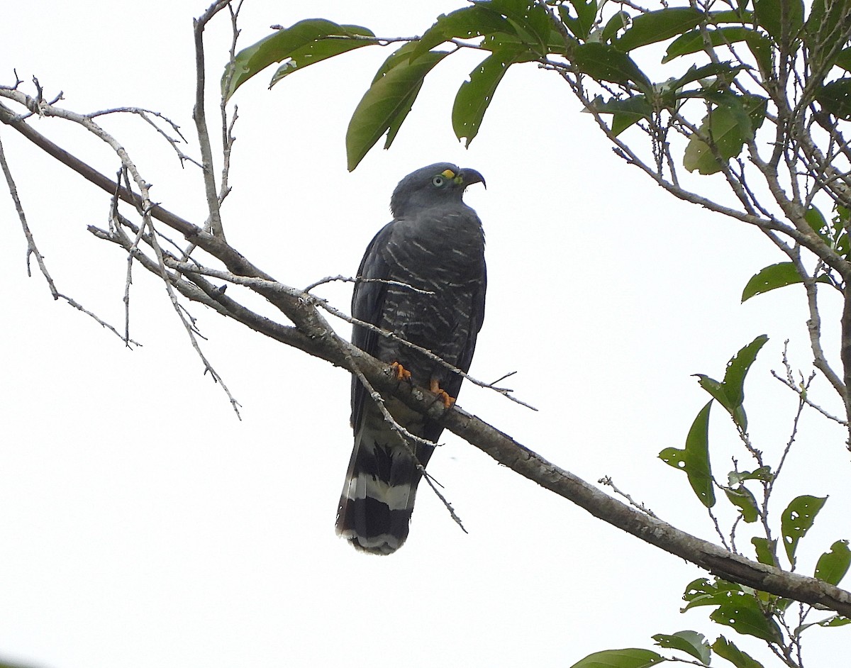 Hook-billed Kite - ML645438442
