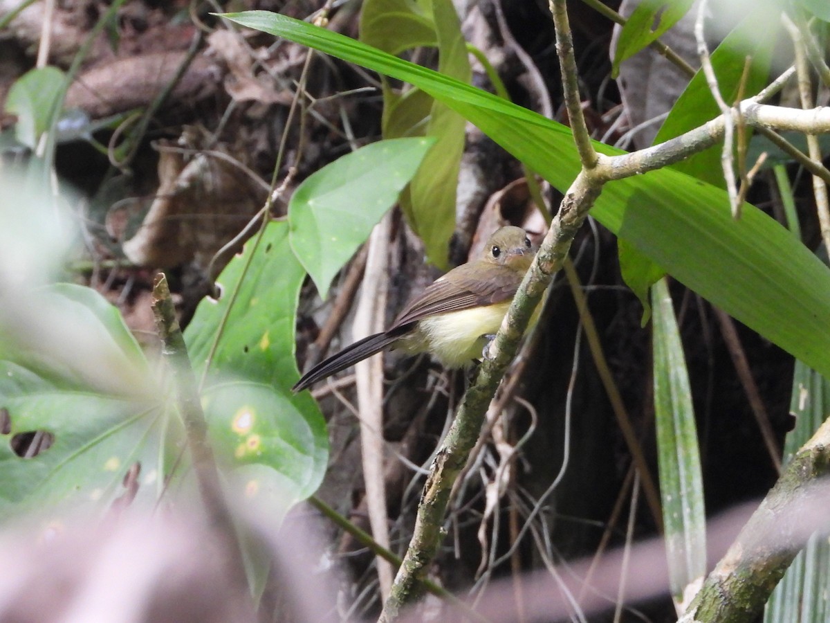 Black-tailed Flycatcher - ML645438449