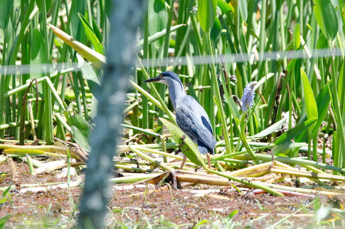 Striated Heron - ML645438451