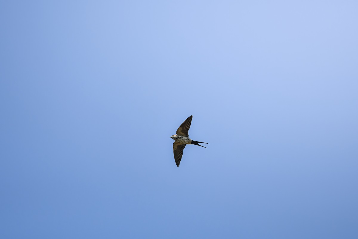Eastern Red-rumped Swallow (Striated) - ML645438455