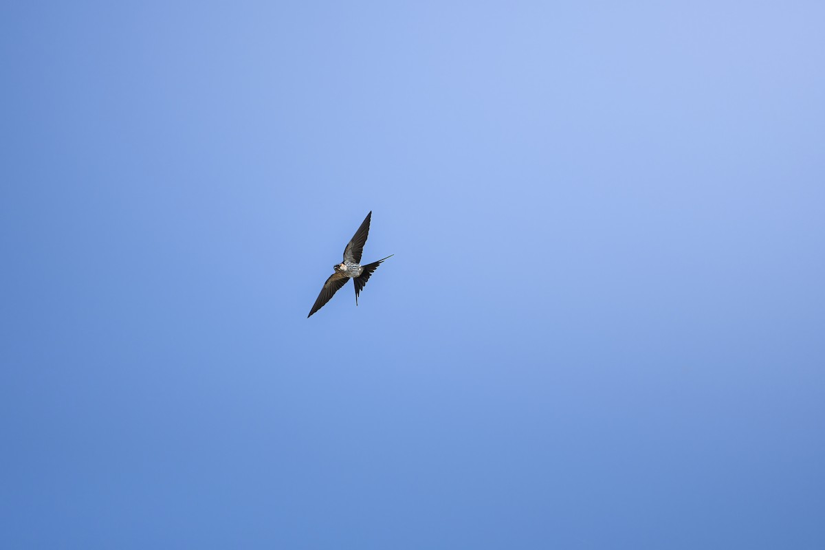 Eastern Red-rumped Swallow (Striated) - ML645438456