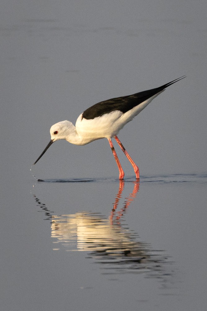 高蹺鴴 - ML645438461