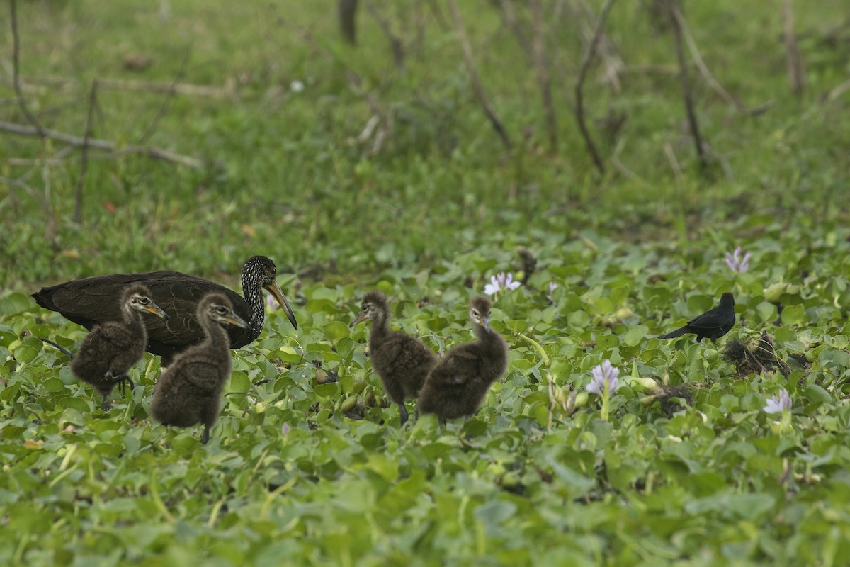 Limpkin - ML645438467