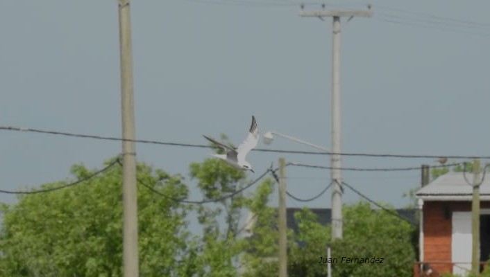 Snowy-crowned Tern - ML645438468