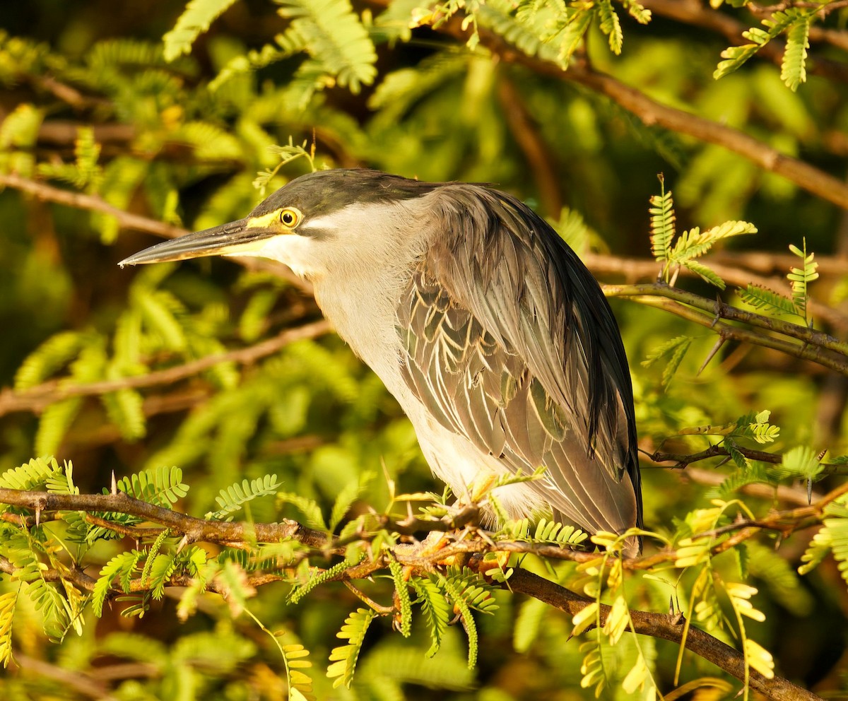 綠簑鷺 - ML645438469