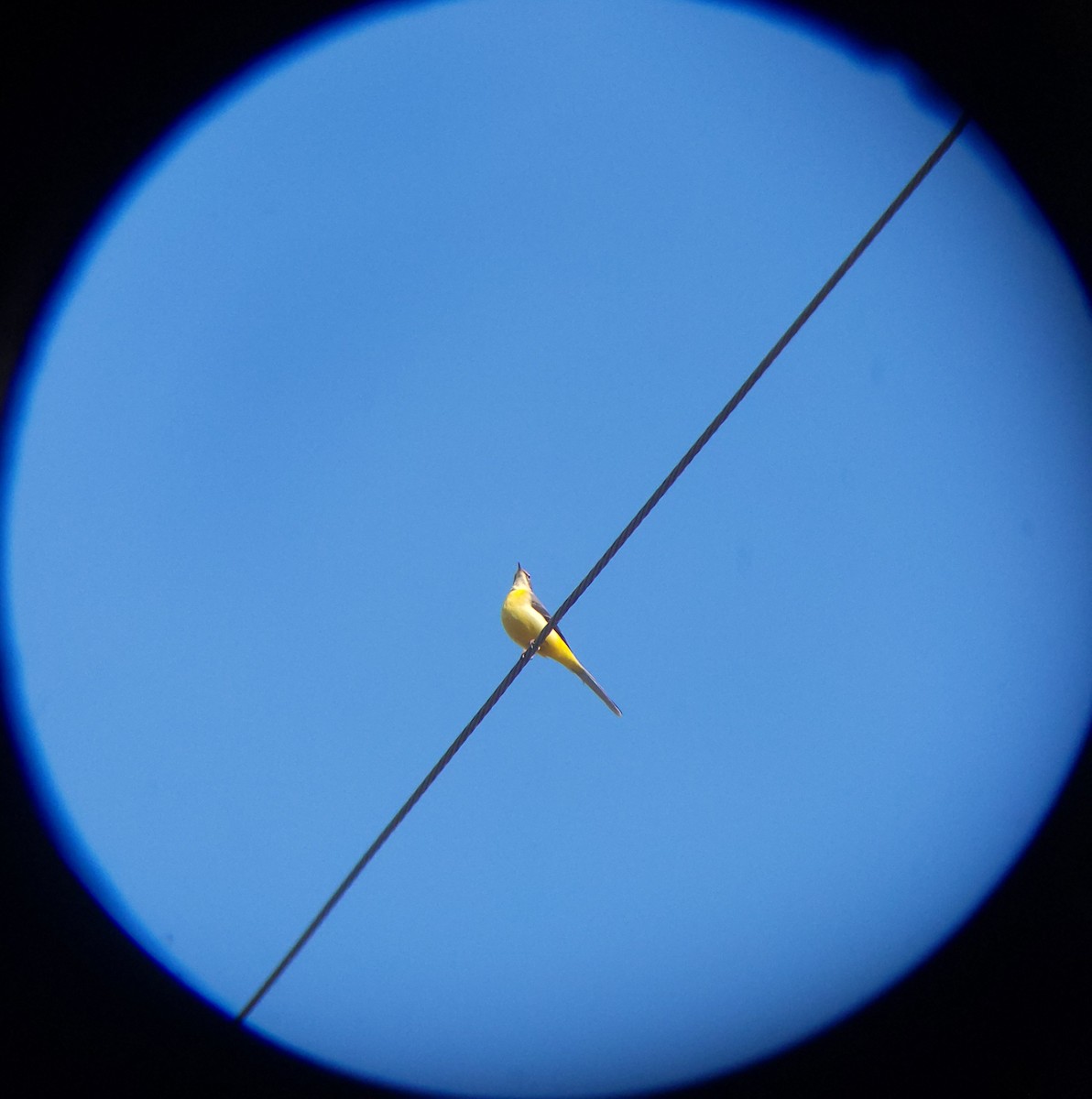 灰鶺鴒 - ML645438470