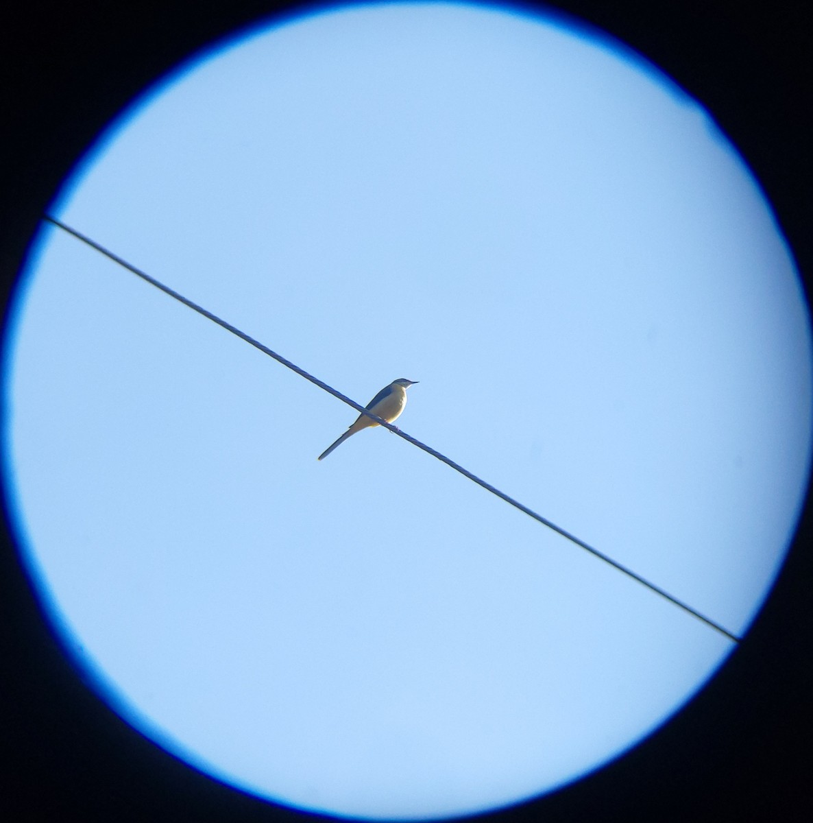 灰鶺鴒 - ML645438471