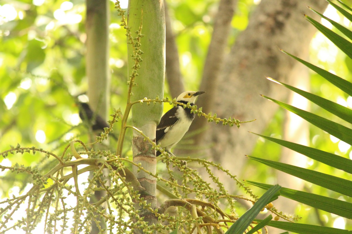 Siamese Pied Starling - ML645438473
