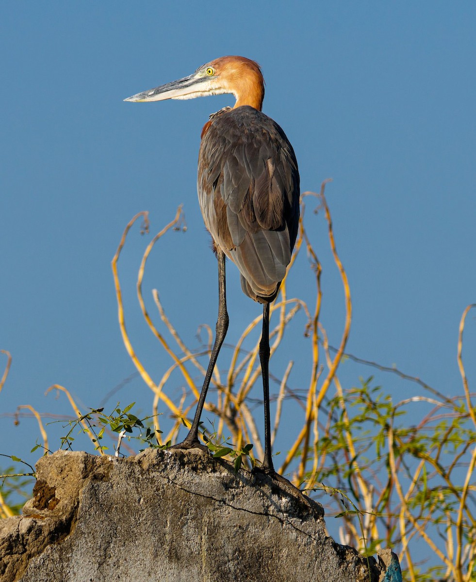 Goliath Heron - ML645438477