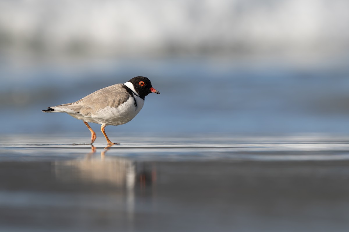 Hooded Plover - ML645438478