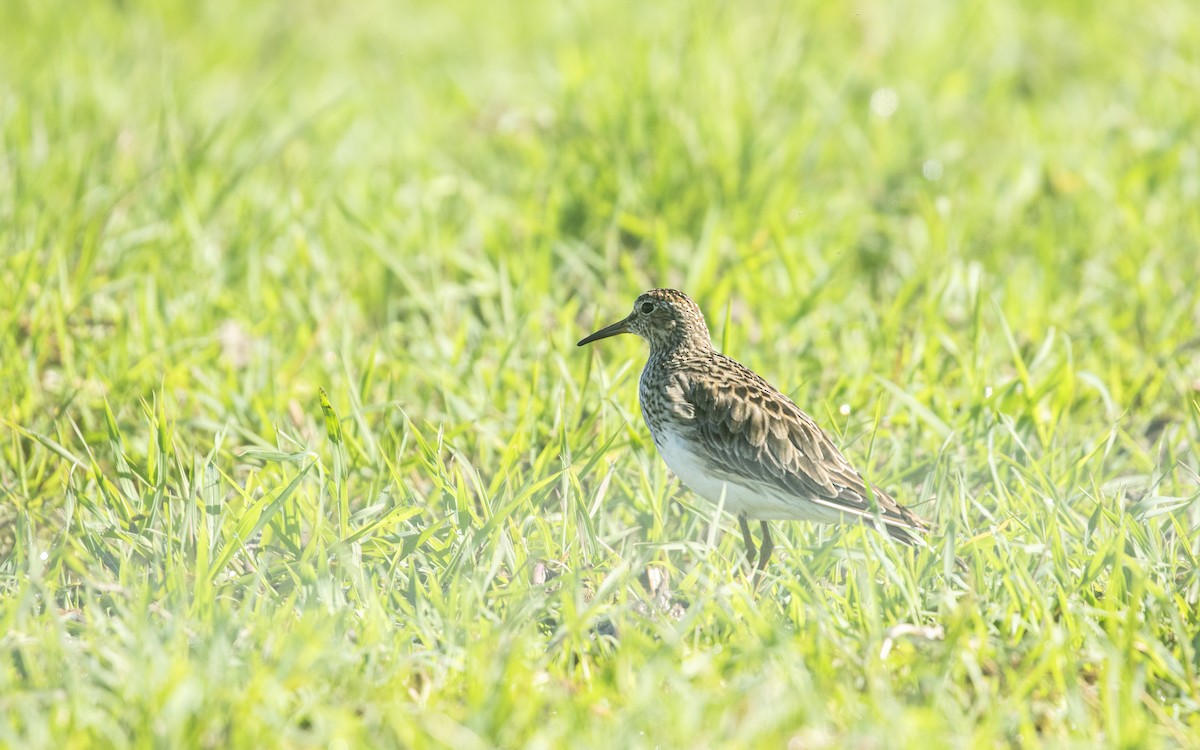 美洲尖尾濱鷸 - ML645438479