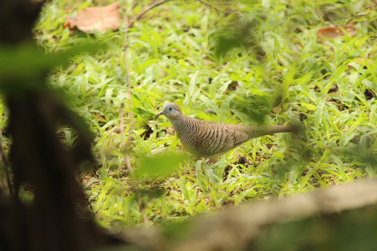 斑馬鳩 - ML645438480