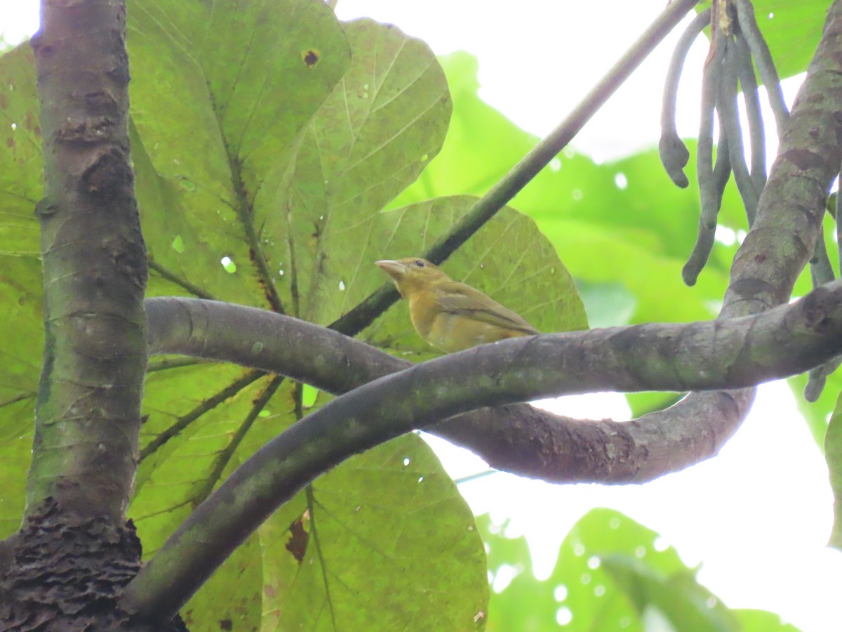 Summer Tanager - ML645438481