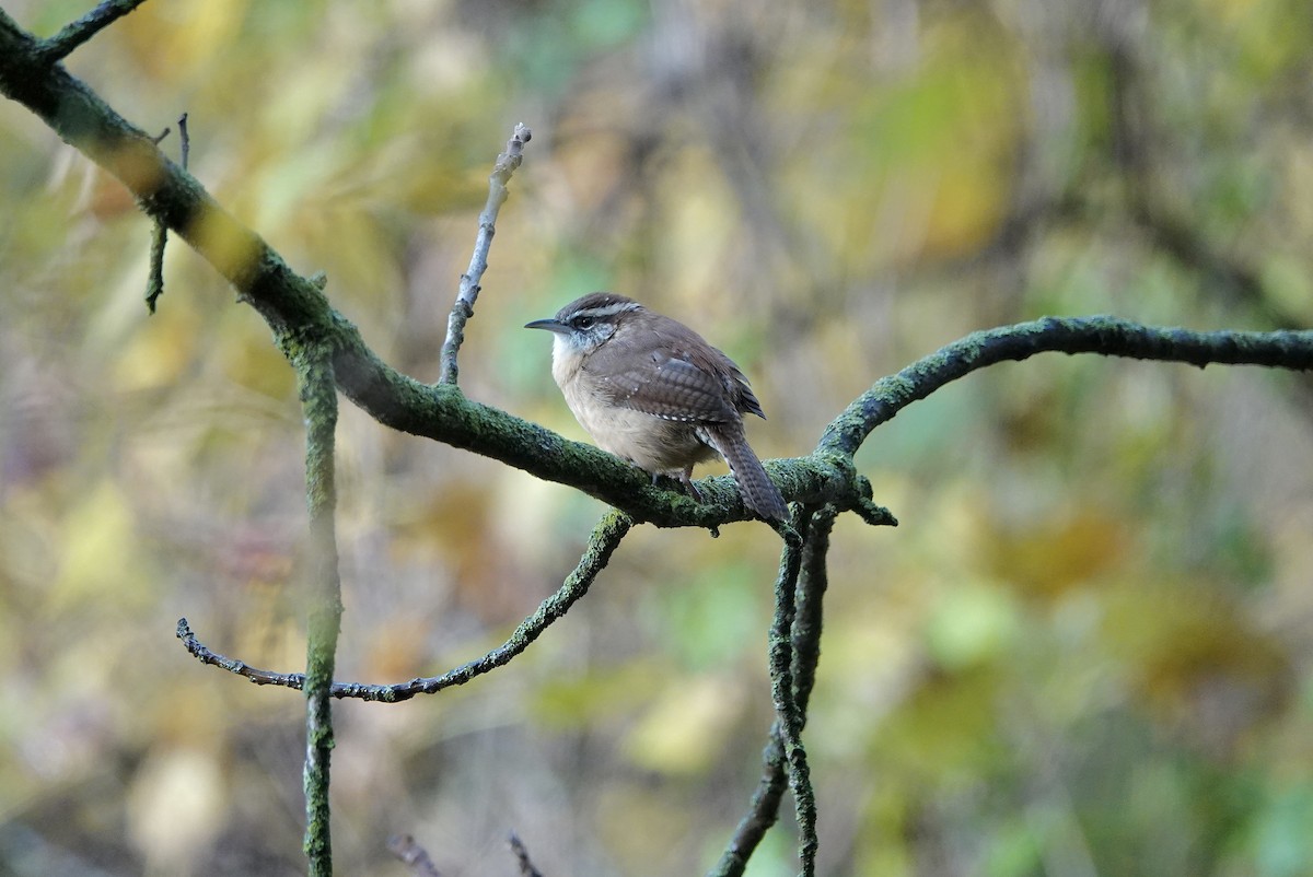 Carolina Wren - ML645438482