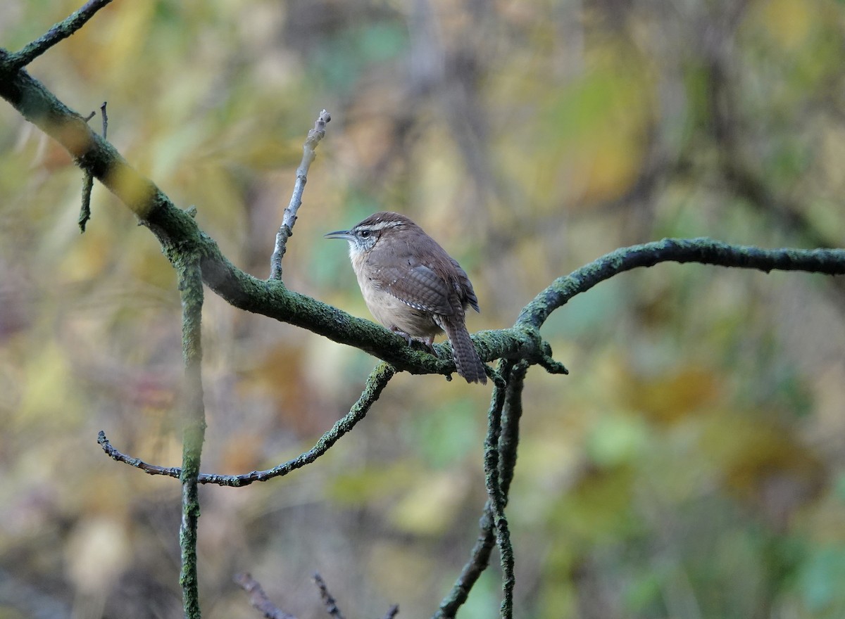 Carolina Wren - ML645438483