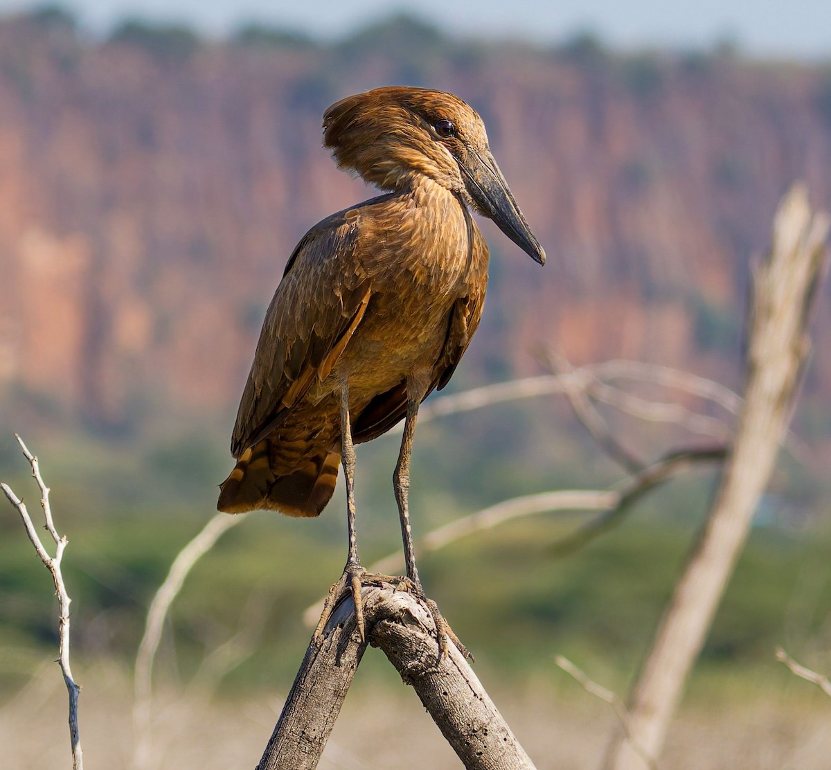 Hamerkop - ML645438484