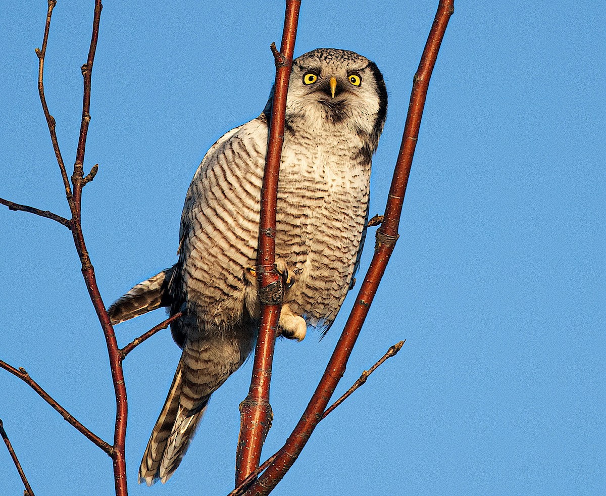 Northern Hawk Owl - ML645438490