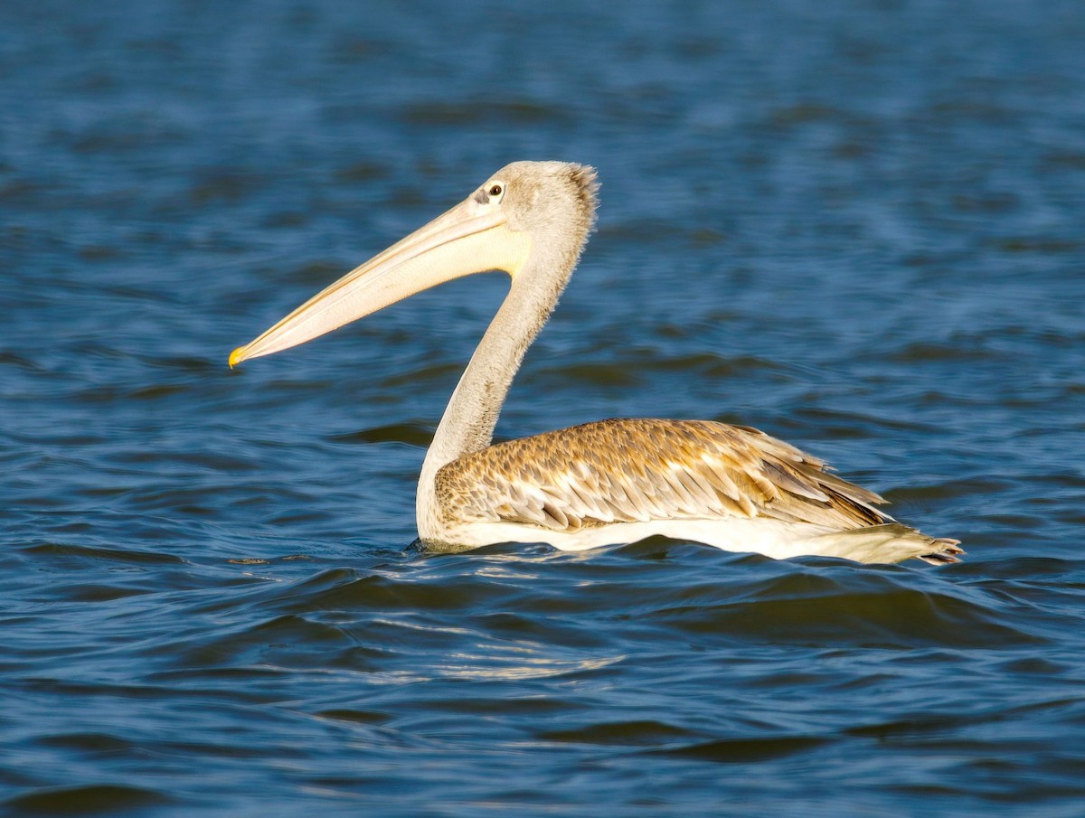 Pink-backed Pelican - ML645438492