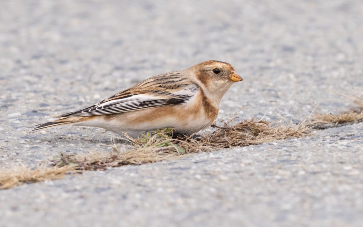 雪鵐 - ML645438493