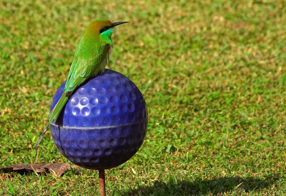 Asian Green Bee-eater - ML645438494