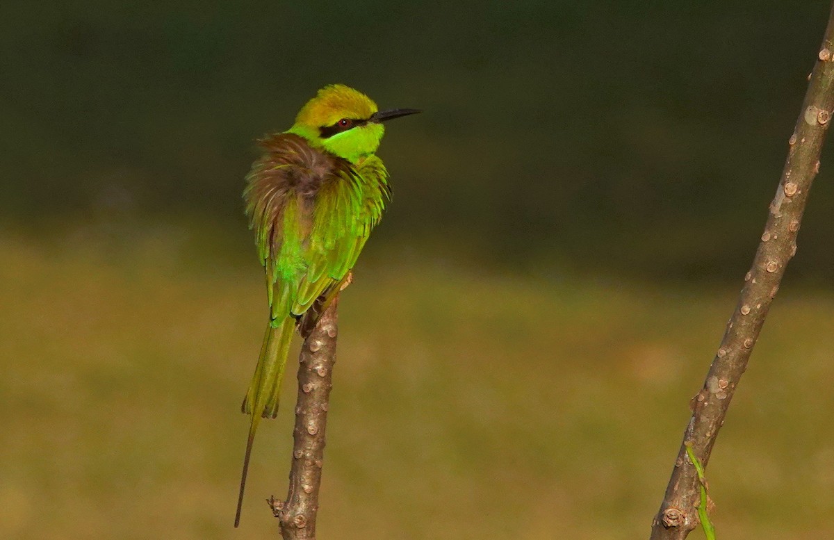 Asian Green Bee-eater - ML645438495