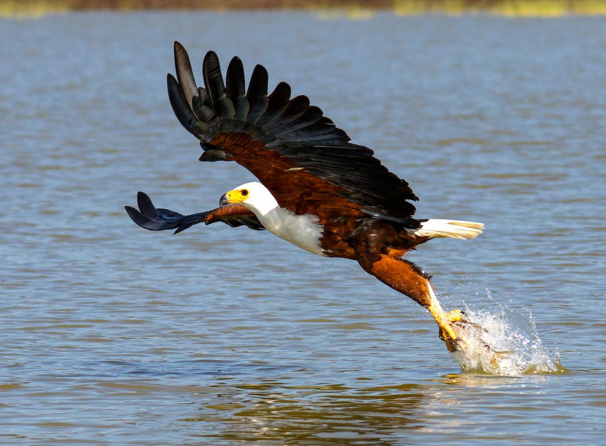 African Fish-Eagle - ML645438496
