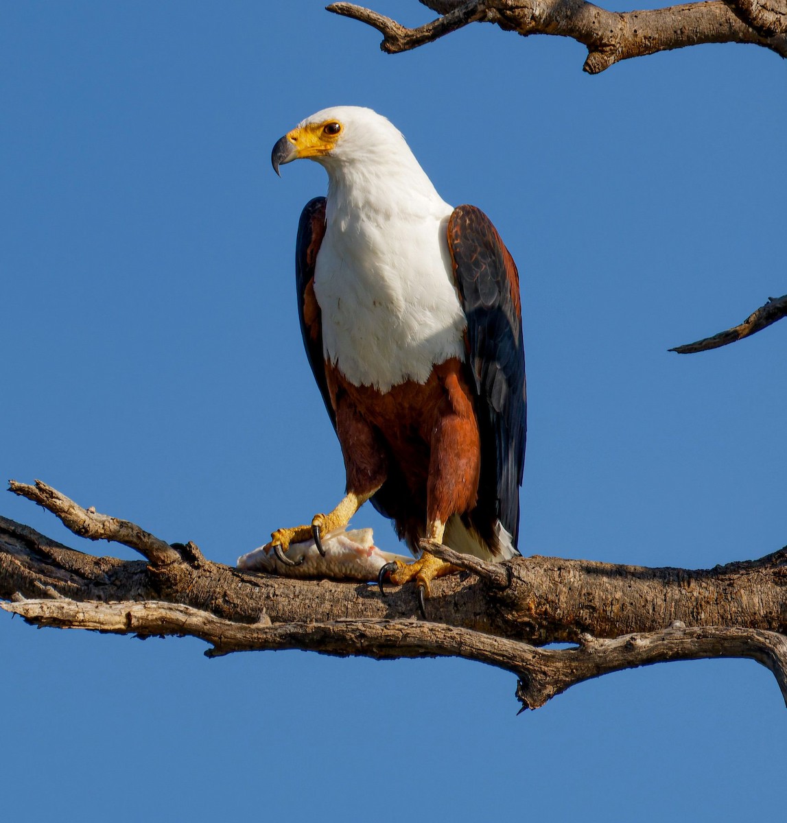 African Fish-Eagle - ML645438497