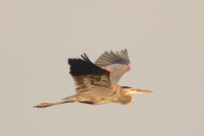 Great Blue Heron - ML645438504