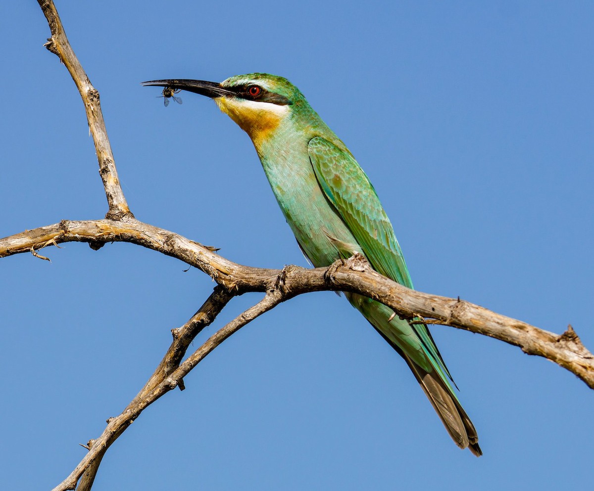 blåkinnbieter - ML645438506