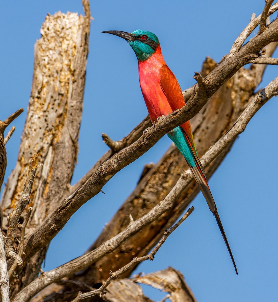 שרקרק ורוד - ML645438514