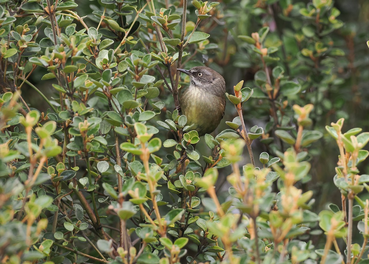 Tasmansericornis - ML645438515