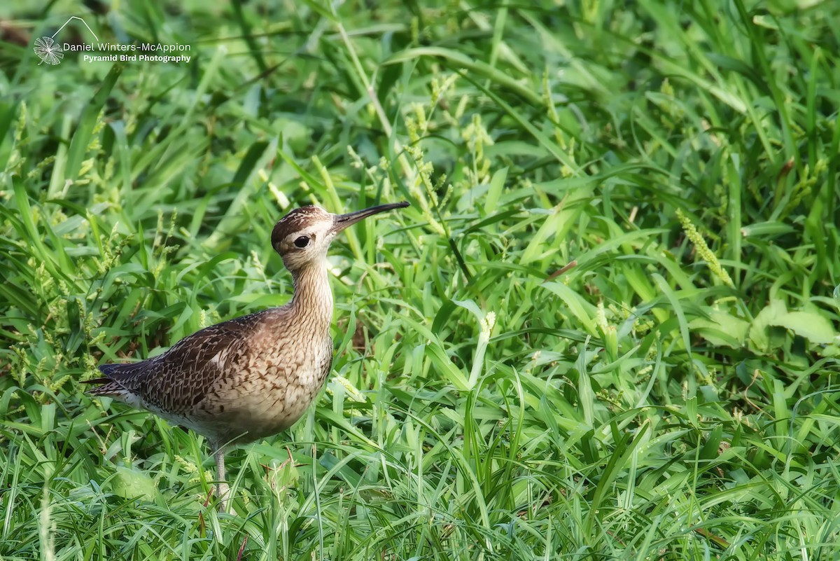 koliha nejmenší - ML645438537