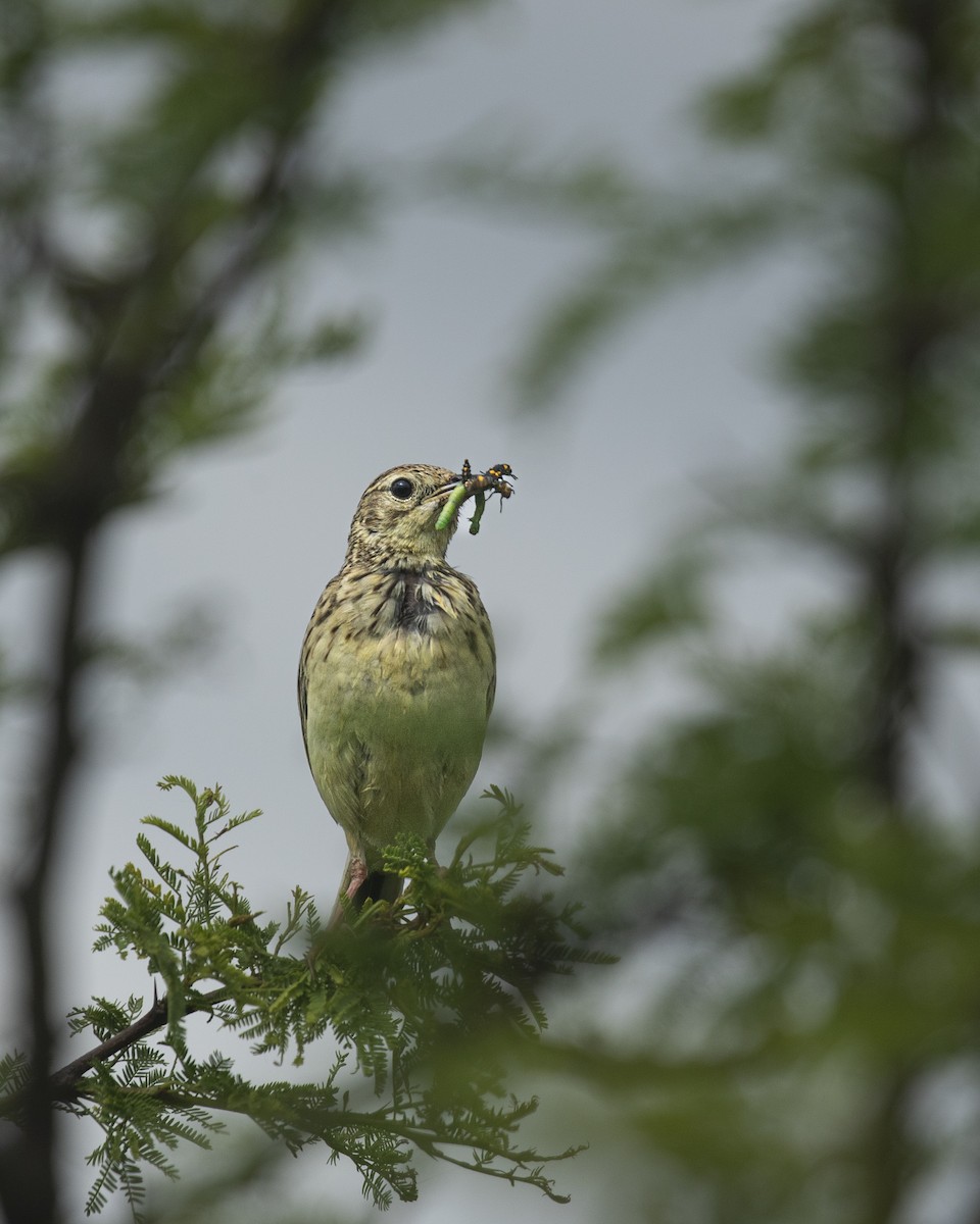 Yellowish Pipit - ML645438541