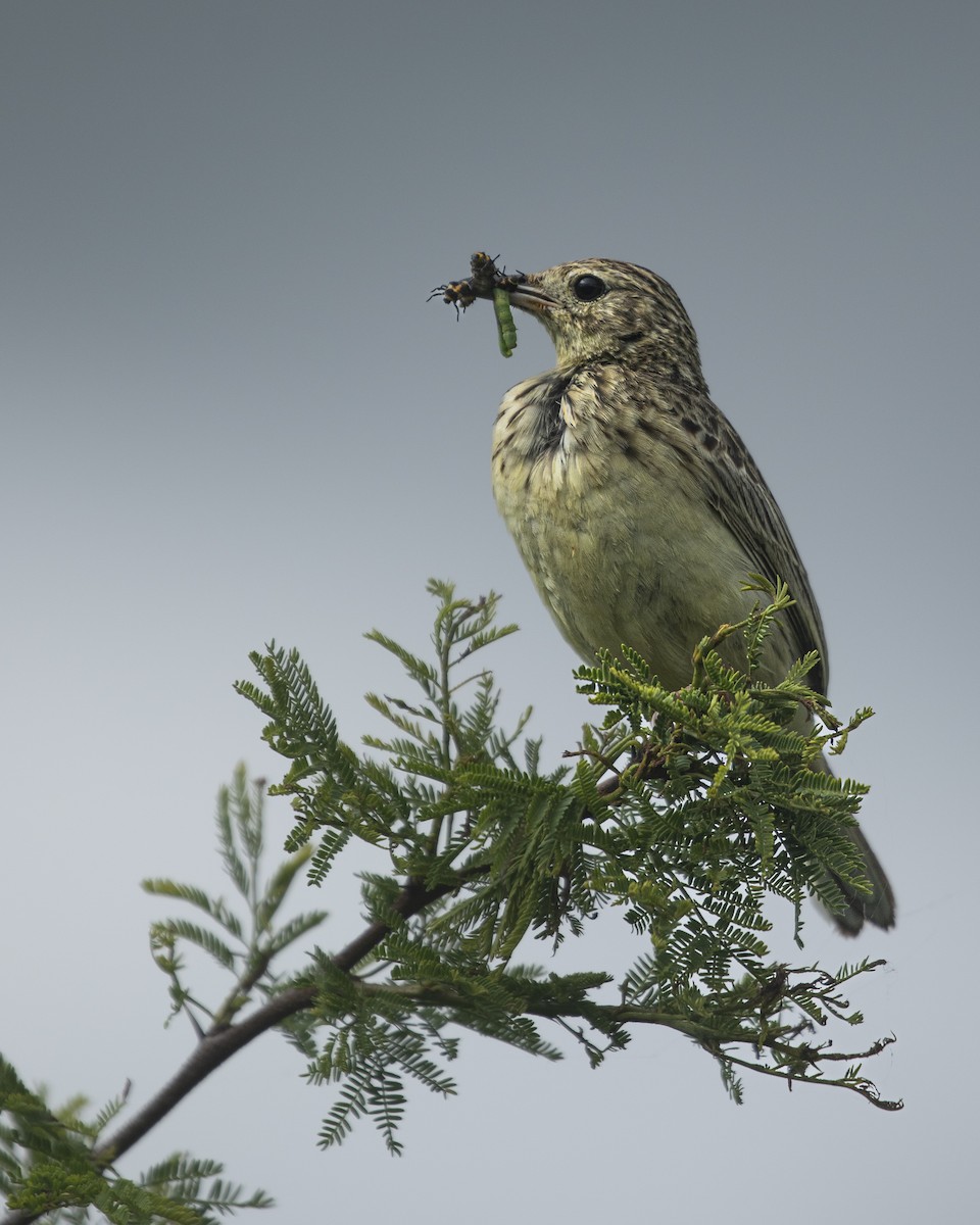Yellowish Pipit - ML645438542