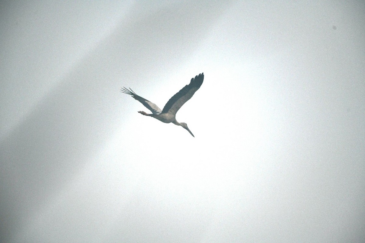 Asian Openbill - ML645438543