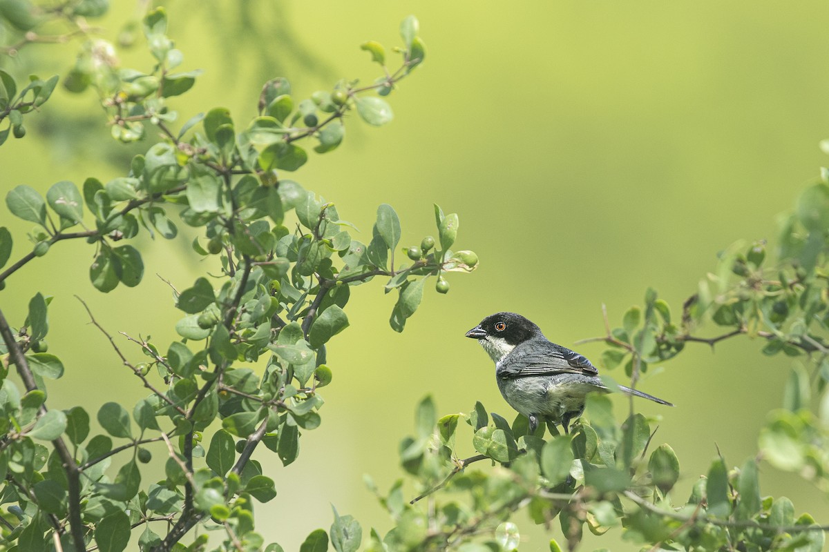 Black-capped Warbling Finch - ML645438551
