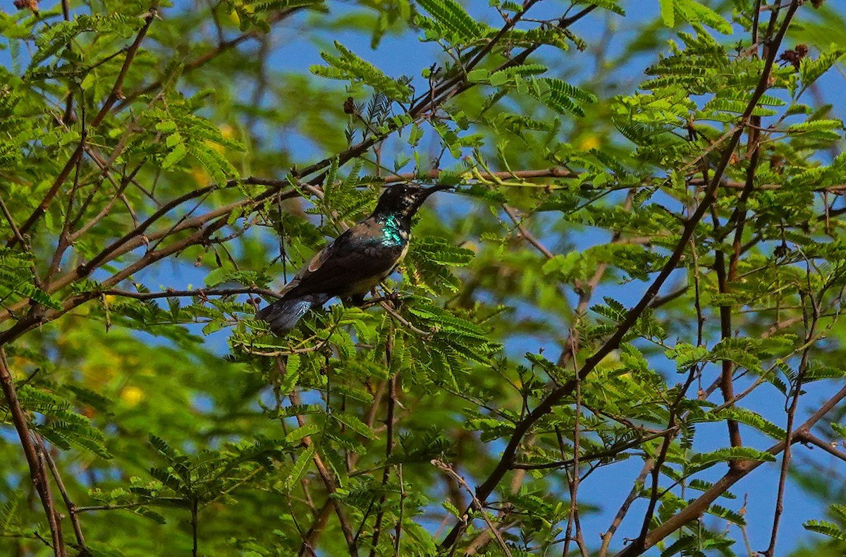 Purple-rumped Sunbird - ML645438554