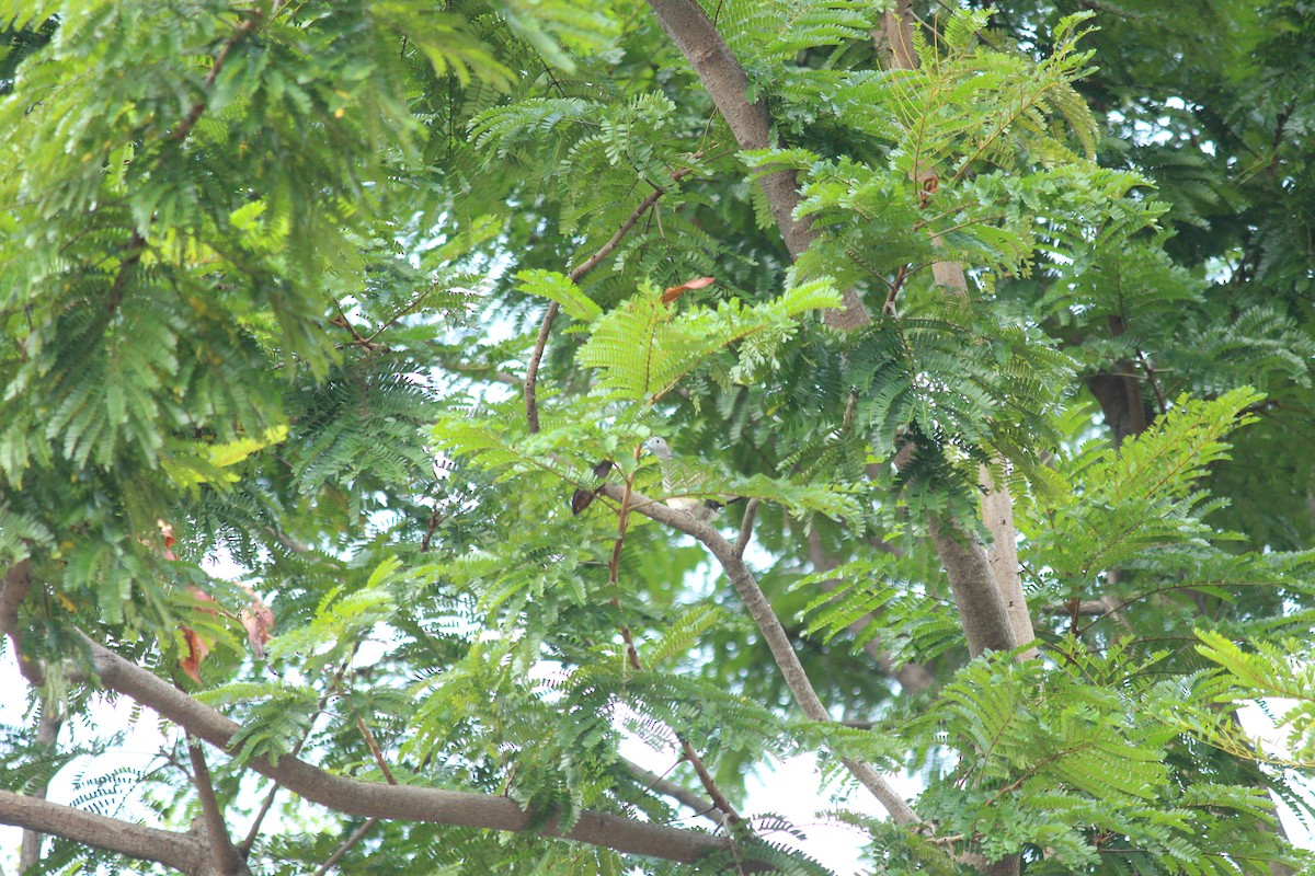 Zebra Dove - ML645438555