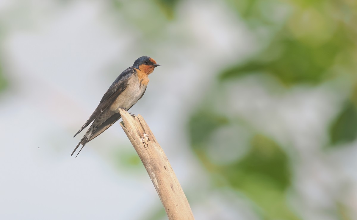 Welcome Swallow - ML645438556