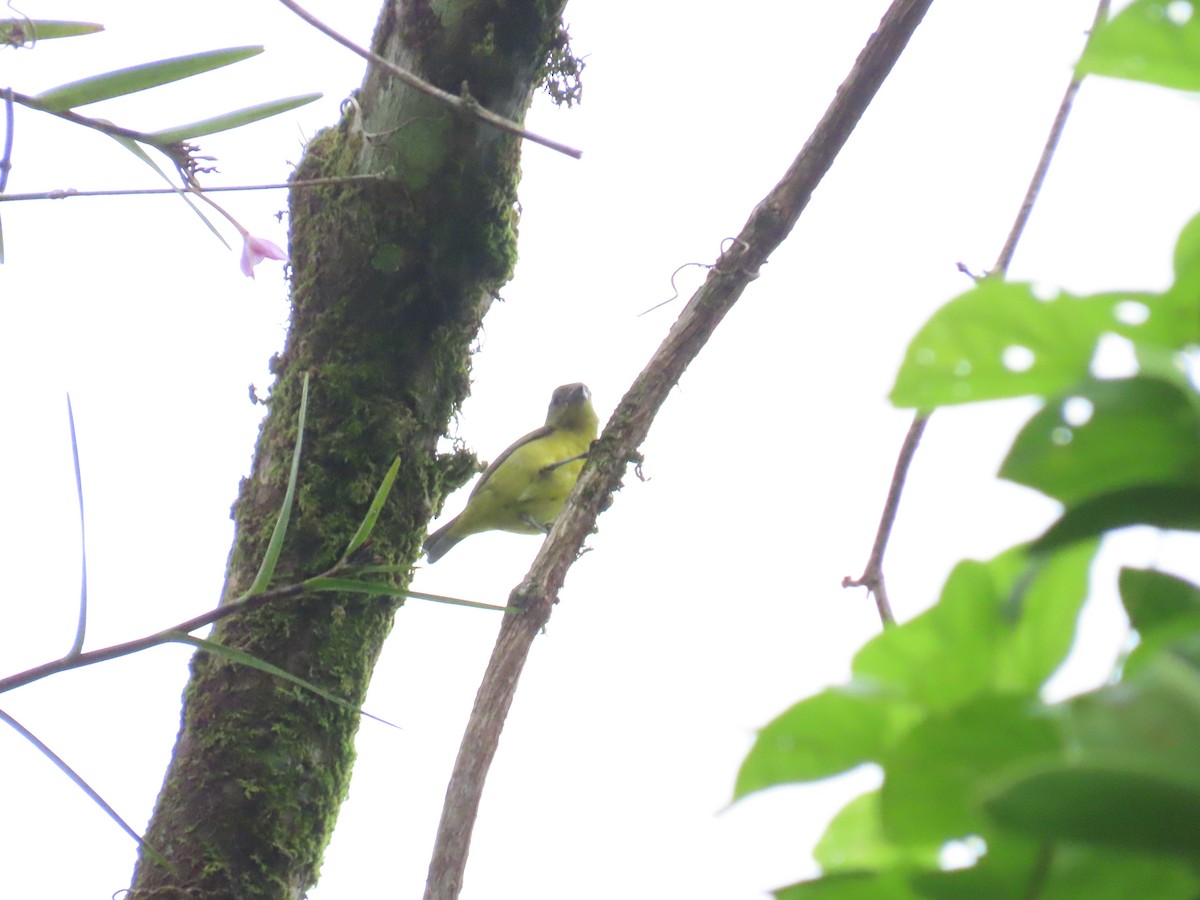 Thick-billed Euphonia - ML645438557