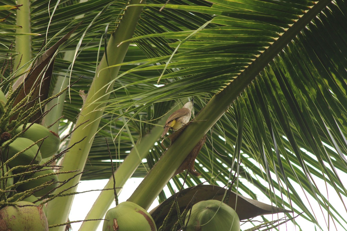 Yellow-vented Bulbul (Sunda) - ML645438561
