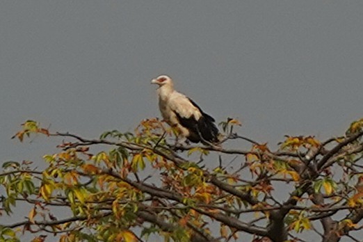 Palm-nut Vulture - ML645438564