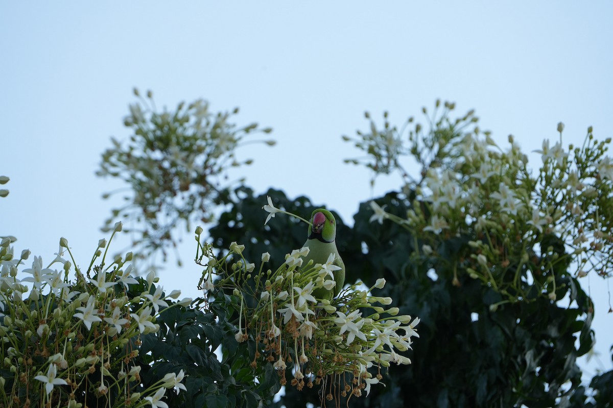 Rose-ringed Parakeet - ML645438565