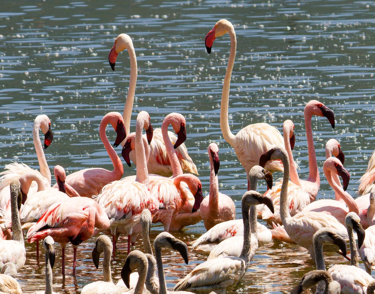 Greater Flamingo - ML645438566