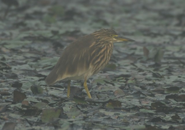 Asian Woolly-necked Stork - ML645438568