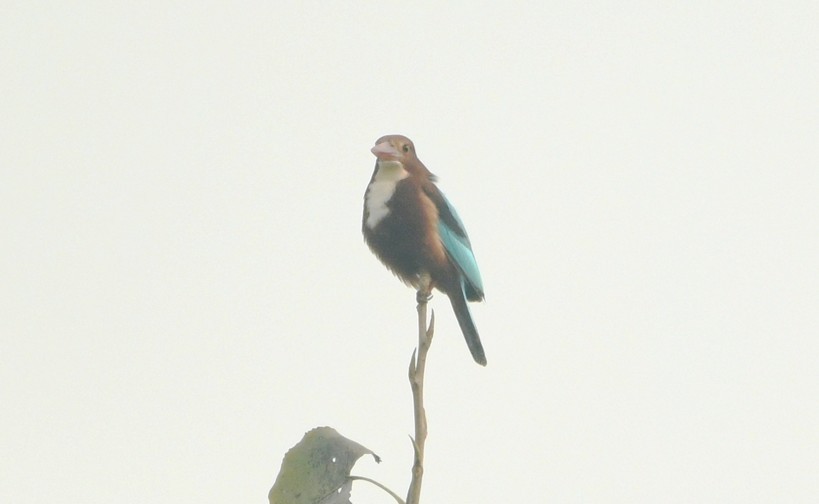 Asian Woolly-necked Stork - ML645438569